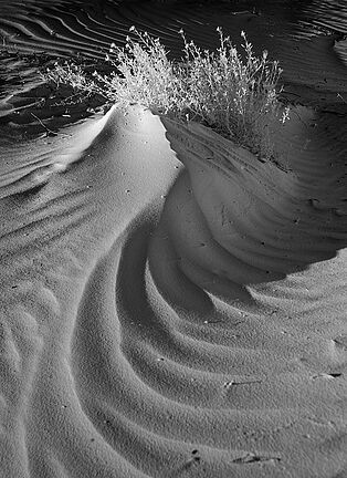 Dunes #1353 